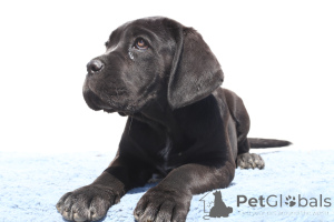 Zdjęcie №4. Sprzedam cane corso w Buzău. hodowca - cena - 8132zł