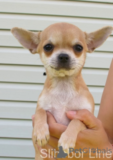 Zdjęcie №3. Chihuahua rudowłosa gładka. Federacja Rosyjska