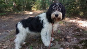 Dodatkowe zdjęcia: Puppy Szczenię Polski Owczarek Nizinny - Polish Lowland Sheepdog FCI