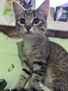 Zdjęcie №1.  - na sprzedaż w Rzeka Moskwa | Bezpłatny | Zapowiedź № 156080