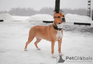 Dodatkowe zdjęcia: Amerykański Staffordshire Terrier