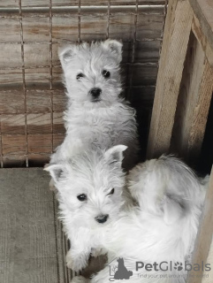 Zdjęcie №2 do zapowiedźy № 81874 na sprzedaż  west highland white terrier - wkupić się Serbia hodowca