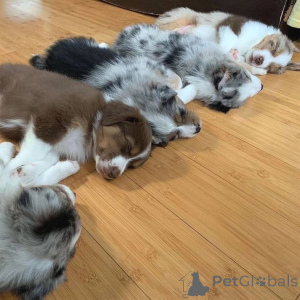 Zdjęcie №2 do zapowiedźy № 157515 na sprzedaż  owczarek australijski - wkupić się Niemcy prywatne ogłoszenie