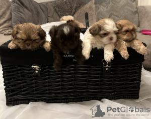 Zdjęcie №1. shih tzu - na sprzedaż w Berlin | Bezpłatny | Zapowiedź №103515