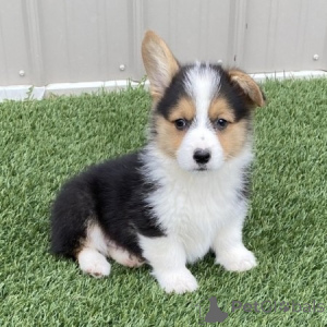 Zdjęcie №1. welsh corgi - na sprzedaż w Wilno | negocjowane | Zapowiedź №175934