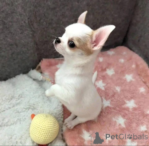 Zdjęcie №2 do zapowiedźy № 163572 na sprzedaż   - wkupić się Kanada 