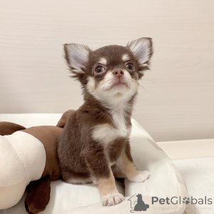 Zdjęcie №2 do zapowiedźy № 151219 na sprzedaż  chihuahua (rasa psów) - wkupić się Niemcy prywatne ogłoszenie