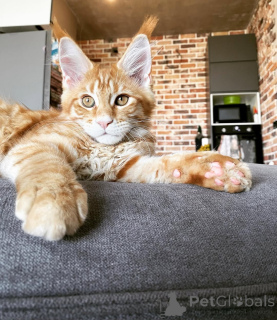Zdjęcie №2 do zapowiedźy № 144961 na sprzedaż  maine coon - wkupić się Niemcy hodowca