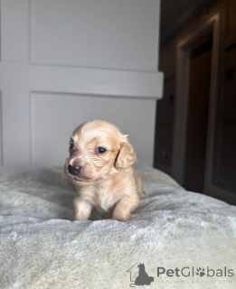 Zdjęcie №3. Jamniki miniaturowe w kolorze kremowym. Estonia