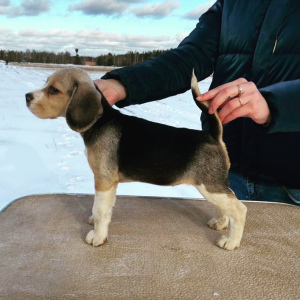 Zdjęcie №1. beagle (rasa psa) - na sprzedaż w Ramienskoje | 2467zł | Zapowiedź №5088