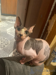 Zdjęcie №1.  - na sprzedaż w Mińsk | 224zł | Zapowiedź № 147111