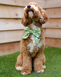 Zdjęcie №2 do zapowiedźy № 157668 na sprzedaż  labradoodle - wkupić się Szwajcaria prywatne ogłoszenie