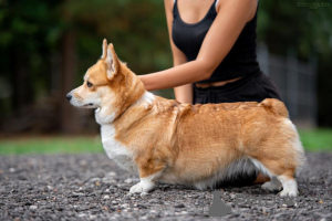 Dodatkowe zdjęcia: Szczeniak walijskiego corgi Pembroke