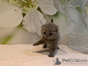 Zdjęcie №4. Sprzedam scottish fold w Bonn. hodowca - cena - 1465zł