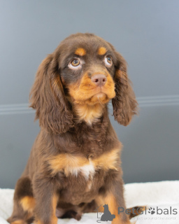 Zdjęcie №3. Poznaj Olivera, małego dżentelmena, który podbija serca każdym machnięciem!. Niemcy