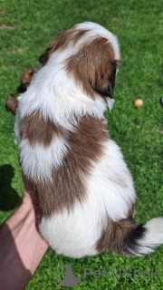 Zdjęcie №3. Purebred Shi-Tzu Szczenięta. Estonia