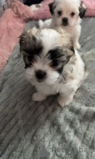 Zdjęcie №4. Sprzedam pies nierasowy w Innsbruck. hodowca - cena - 1459zł