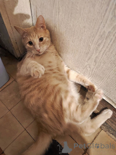 Zdjęcie №4. Sprzedam  w Moskova. prywatne ogłoszenie - cena - Bezpłatny