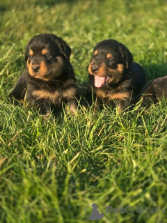 Zdjęcie №2 do zapowiedźy № 139739 na sprzedaż   - wkupić się USA hodowca