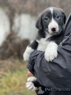 Zdjęcie №3. Urocze młodsze siostry szukają domu!. Federacja Rosyjska