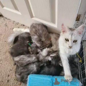 Zdjęcie №2 do zapowiedźy № 167247 na sprzedaż  maine coon - wkupić się Niemcy 