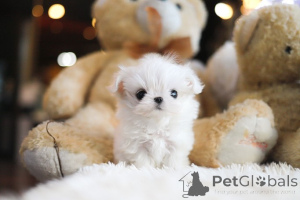 Zdjęcie №3. Dean Janet Kay Puppies House. USA