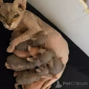 Zdjęcie №1. kot doński sfinks - na sprzedaż w Essingen | 1818zł | Zapowiedź № 167259