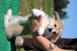 Zdjęcie №4. Sprzedam welsh corgi w Mińsk. prywatne ogłoszenie - cena - 3289zł