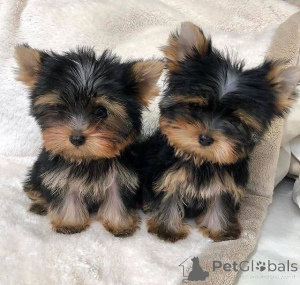 Zdjęcie №4. Sprzedam yorkshire terrier w Гамбург.  - cena - negocjowane