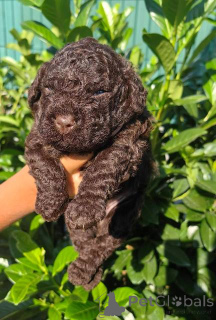 Zdjęcie №2 do zapowiedźy № 152272 na sprzedaż  lagotto romagnolo - wkupić się Serbia 