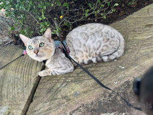 Zdjęcie №1. kot bengalski - na sprzedaż w Dusseldorf | 3588zł | Zapowiedź № 152548