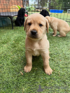 Zdjęcie №3. Chunky & Sweet Szczenięta English Yellow Labs są już dostępne. Niemcy