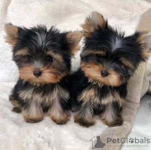 Zdjęcie №1. yorkshire terrier - na sprzedaż w Zürich | negocjowane | Zapowiedź №71285