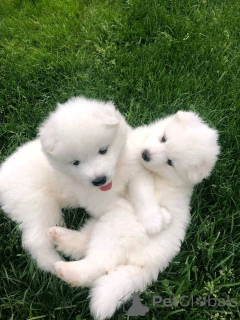 Zdjęcie №3. Samoyed Szczenięta dostępne do adopcji. USA