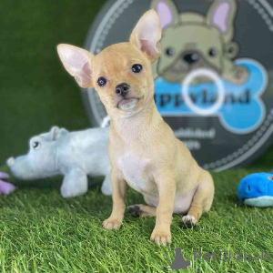 Zdjęcie №1. chihuahua (rasa psów) - na sprzedaż w Canton | 3558zł | Zapowiedź №138259