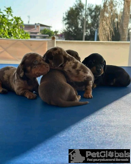 Zdjęcie №3. Zaszczepiony szczeniak jamnika na sprzedaż! Czy jesteś gotowy dodać do swojej. Włochy