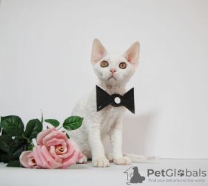 Zdjęcie №4. Sprzedam devon rex w Nowy Jork. hodowca - cena - 7130zł