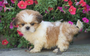 Zdjęcie №1. shih tzu - na sprzedaż w Berlin | Bezpłatny | Zapowiedź №97825