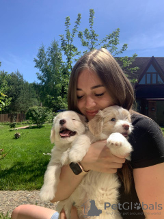 Zdjęcie №3. Maltipu f1 i mini. Federacja Rosyjska