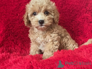 Zdjęcie №1. maltipu - na sprzedaż w Berlin | 4305zł | Zapowiedź №149849