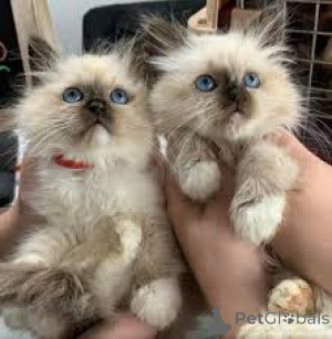 Zdjęcie №3. Kocięta rasy Sacred Birman na sprzedaż. Polska
