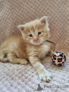 Zdjęcie №3. Mały kociak i kotka Maine Coon ustępują. Belgia