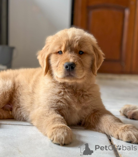 Zdjęcie №1. golden retriever - na sprzedaż w Berlin | negocjowane | Zapowiedź №163518
