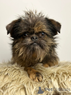 Zdjęcie №4. Sprzedam otterhound w Belgrad.  - cena - negocjowane