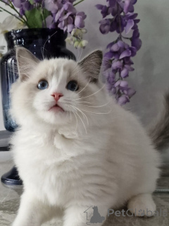 Zdjęcie №3. Sprzedam urocze kocięta Ragdoll, spokojne i kochające osobowości. Niemcy