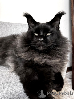 Zdjęcie №2 do zapowiedźy № 145484 na sprzedaż  maine coon - wkupić się Federacja Rosyjska od żłobka, hodowca
