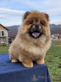 Zdjęcie №1. chow-chow - na sprzedaż w Belgrad | negocjowane | Zapowiedź №131760