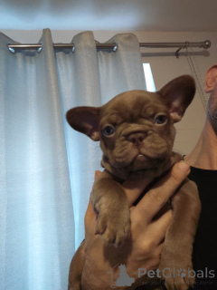 Zdjęcie №3. Urocze szczenięta gotowe roztopić Twoje serce!. USA