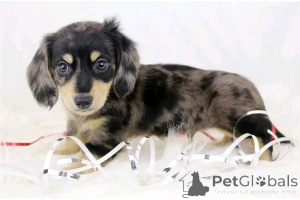 Zdjęcie №2 do zapowiedźy № 165378 na sprzedaż  jamnik - wkupić się Niemcy prywatne ogłoszenie, ze schronu