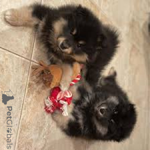 Zdjęcie №2 do zapowiedźy № 169377 na sprzedaż  fiński lapphund - wkupić się Finlandia prywatne ogłoszenie, hodowca
